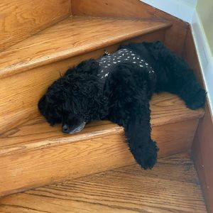 Meet your Posher, Damian